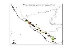 Persea macrantha